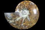 Polished, Agatized Ammonite (Cleoniceras) - Madagascar #76098-1